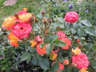 Фото розы ред голд в прекрасной цветовой гамме