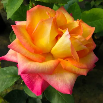 Изображение розы ред голд высокого качества для печати