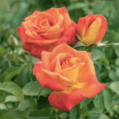 Фото розы ред голд с эффектом макро