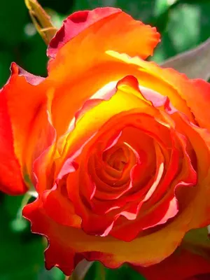 Фото розы ред голд в разных ракурсах