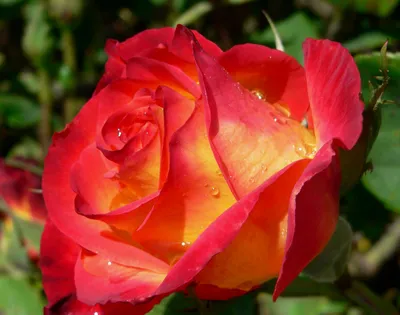 Фотография розы ред голд, подходящая для фотоколлажей