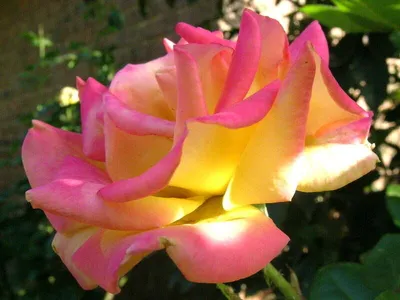 Изображение розы ред голд с прекрасным фоном