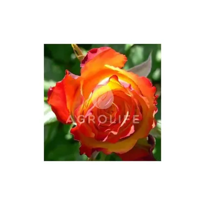 Фото розы ред голд для использования в рекламе