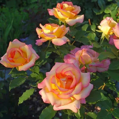 Изображение розы ред голд в формате webp