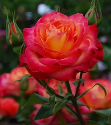 Фотка розы ред голд в атмосфере романтики