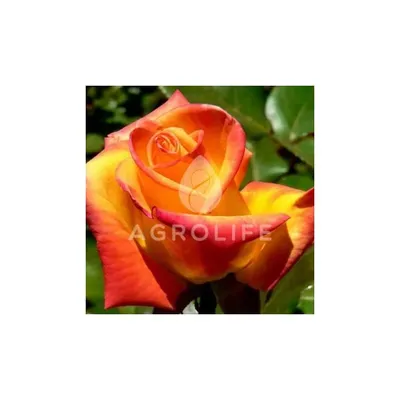 Роза ред голд в формате jpg для печати на открытках