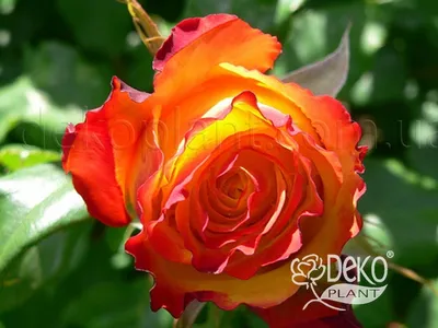 Фото розы ред голд с насыщенными цветами