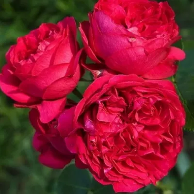 Фотка розы ред голд на фоне природы