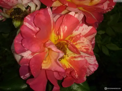 Роза ред голд – изображение гармонии и красоты