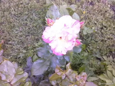 Фото розы ред голд в разных размерах и форматах