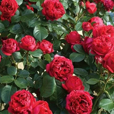 Фото розы ред голд, создающее атмосферу роскоши