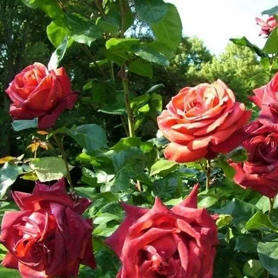 Изображение розы ред голд с добавлением эффекта зеркала