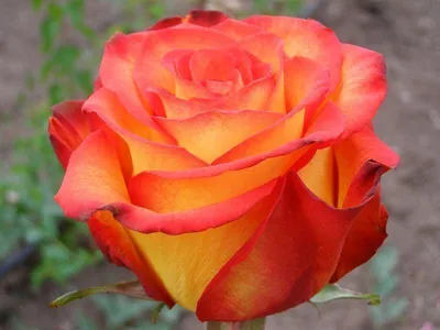 Фото розы ред голд - идеальный выбор для обоев