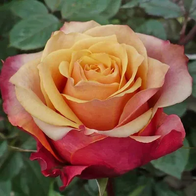 Фотка розы ред голд с фоном в виде заката