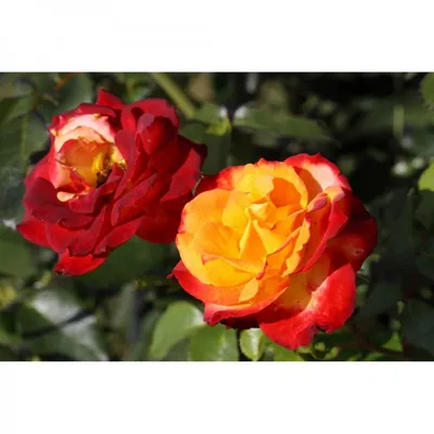 Изображение розы ред голд для печати на холсте