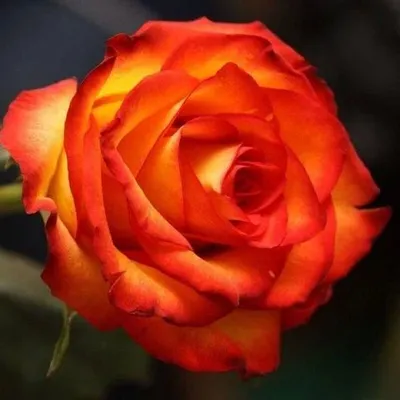 Роза ред голд - сияющая красота на фото
