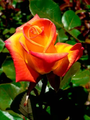 Фотография розы ред голд с эффектом блика