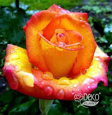 Классическое изображение розы ред голд