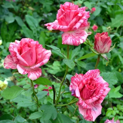 Фото Розы Ред Интуишн в высоком разрешении: Насладитесь красотой розы.