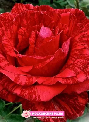 Роза ред интуишн: Прекрасное фото, доступное для скачивания.