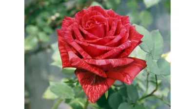 Картинка Розы Ред Интуишн: Насладитесь красотой розы на вашем экране.