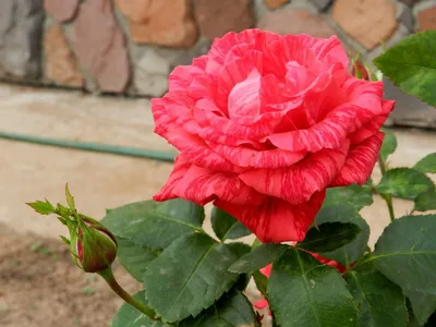 Фотография Розы Ред Интуишн: Красивое фото розы для вас.