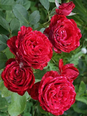 Фото Розы Ред Интуишн: Очаровательная фотография розы.