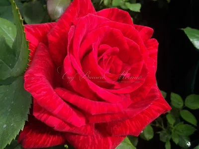 Изображение Розы Ред Интуишн: Скачайте красивую картинку с розой.