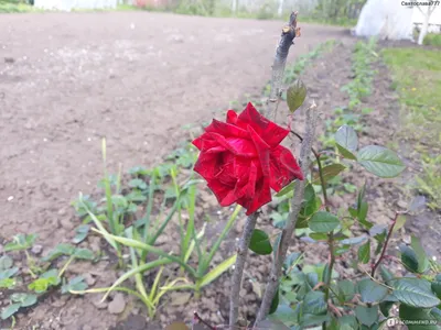 Фото Розы Ред Интуишн: Качественное изображение с розой.