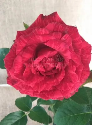 Фотка Розы Ред Интуишн: Удивительное изображение розы для вашего проекта.