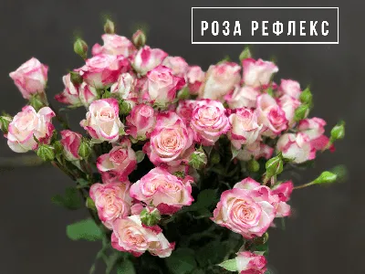 Роза рефлекс: Фото с детализацией каждого лепестка