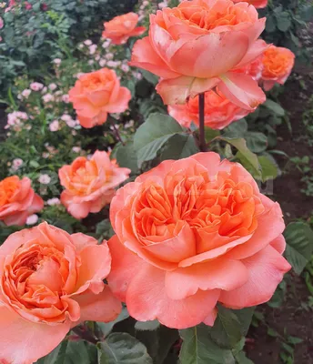 Роза рене госсини: фото высокого разрешения в формате jpg