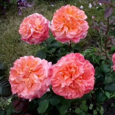 Роза рене госсини: прекрасное изображение с возможностью скачать png