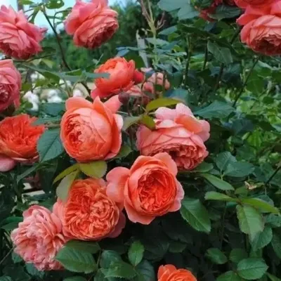 Фотография розы рене госсини: скачивайте в нужном формате