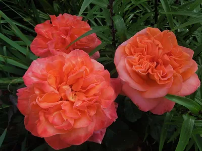 Фото розы рене госсини: высокое разрешение для прекрасных деталей