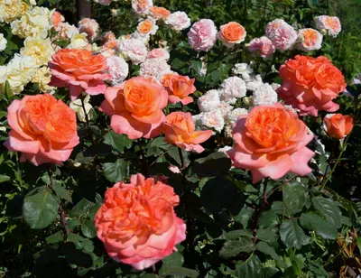 Изображение розы рене госсини: сохраните в предпочитаемом формате