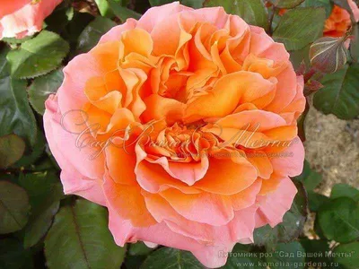 Роза рене госсини: выберите размер и формат для загрузки