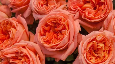 Картинка розы рене госсини: великолепное изображение