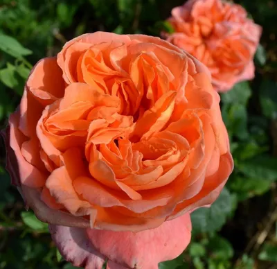 Фото розы рене госсини в формате webp: качество и оптимизация в одном