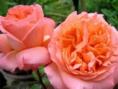 Фото розы рене госсини в формате jpg: превосходное качество