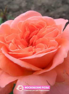 Фотография розы рене госсини: сохраняйте ее в webp