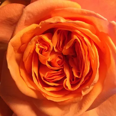 Изображение розы рене госсини: детальность и яркость в каждом пикселе