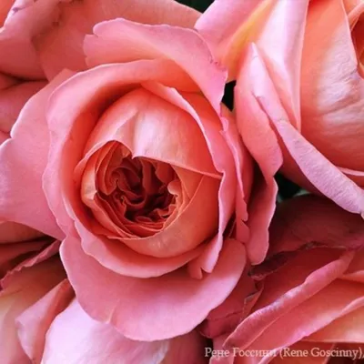 Фотка розы рене госсини: высокое разрешение для прекрасных деталей