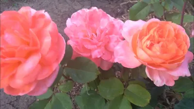 Красивая роза рене госсини: фото для настоящих ценителей
