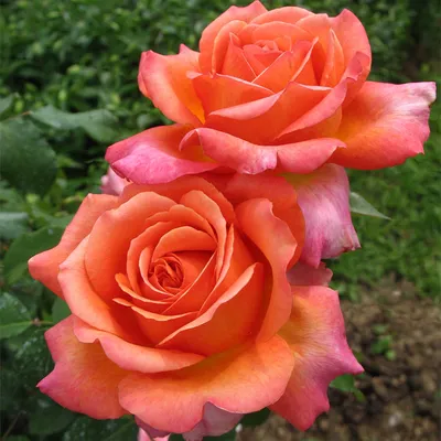 Изображение розы рене госсини: средний размер для быстрой загрузки