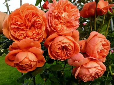 Фото розы рене госсини в формате jpg: сохраните впечатляющую картинку