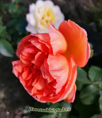 Роза рене госсини: изображение с возможностью скачивания в png