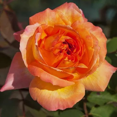 Фотография розы рене госсини: выберите подходящий размер и формат
