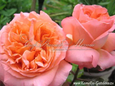 Роза рене госсини в формате webp: сжатие без ухудшения качества