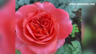 Фото розы рене госсини: сохраняйте детали в png